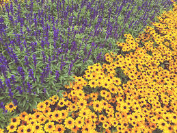 Check out black eye susan plants on ebay. Rudbeckia Toto Gold Perennial