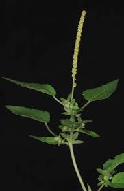 Image result for Acalypha sonderiana