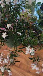 Image result for Aframomum polyanthum