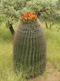 Golden barrel cactus ( echinocactus grusonii ) (hildmann): Ferocactus Wislizeni Arizona Barrel Cactus World Of Succulents Barrel Cactus Cactus Garden Cactus