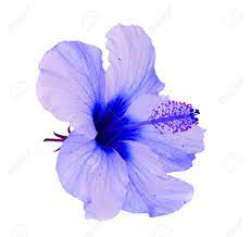 Maybe you would like to learn more about one of these? Tropical Flower Blue Hibiscus Flowers Isolated On White Background Stock Photo Picture And Royalty Free Image Image 97480600