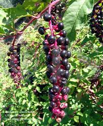 Image result for Phytolacca dodecandra