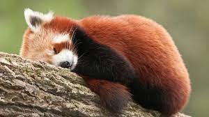 Seeing wildlife in new south wales. Mogo Wildlife Park Admission New South Wales Adrenaline