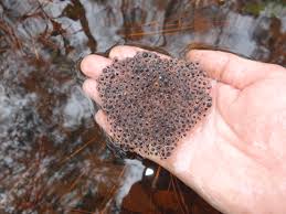 Image result for Leptochloa obtusiflora