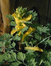 Image result for Corydalis