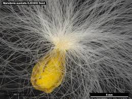 Image result for Marsdenia sylvestris