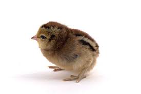Day Old Chicks Easter Egger Easter Eggers Day Old Chicks Baby Chicks