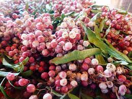 Peruvian Pink Peppercorns A Surprising Backyard Forage Garden Betty