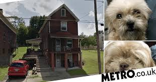 We take pride in raising healthy, happy, quality bred puppies. Woman S House Burned Down After She Was Filmed Having Threeway Sex With Two Shih Tzu Dogs