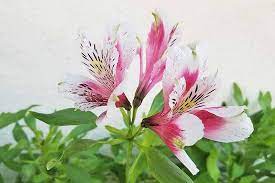 How To Grow And Care For Alstroemeria Peruvian Lily Gardener S Path