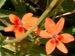 Image result for Freesia laxa