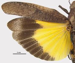 Image result for Arthropteris anniana