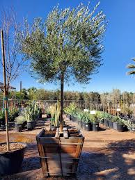 Image result for Olea capensis