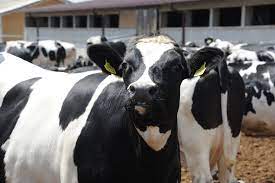 Plati apia 24 februarie 2016 ministerul agriculturii si dezvoltarii rurale anunta ca, in 22 februarie 2016, a fost semnat de catre achim irimescu, ministrul agriculturii, ordinul pentru modificarea si completarea ordinului madr nr. Alexandru Stanescu Comisia De Agricultura Camera Deputatilor 2013 Ramane Anul De Referinta Pentru Subventia La Bovine Ant Agrostandard