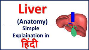 लीवर सिरोसिस (cirrhosis meaning in hindi) को बढ़ने से रोकना. Anatomy Of Liver Simple Explaination In Hindi Bhushan Science Youtube