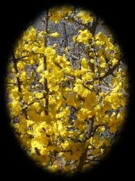 Image result for Sphedamnocarpus pruriens
