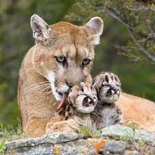Karma Animals Nature Wild Cats Animals Beautiful Animals