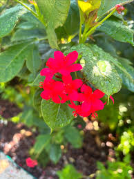 Image result for Jatropha scaposa