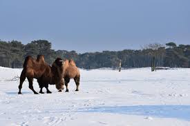 Hotels near beekse bergen safari park. Beekse Bergen Het Safaripark In De Sneeuw Levert Facebook