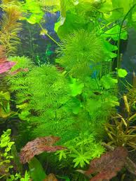 Image result for Limnophila indica
