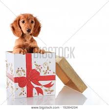 There are 7021 puppy gift box for sale on etsy, and they cost $30.13 on average. Christmas Puppy Gift Image Photo Free Trial Bigstock