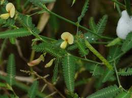 Image result for Nesaea aspera