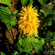 Image result for Justicia aurea