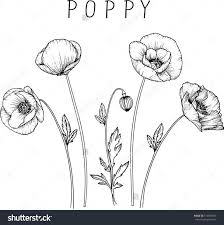 Blumen Zeichnen Mohnblume Clipart Oder Illustration Blumen Clipart Illust Blumen Zeichnen Blumenzeichnung Mohn Blume Tattoo