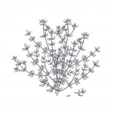 Check spelling or type a new query. Premium Vector Thyme Illustration Of Garden Fragrant Herbs