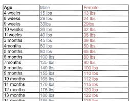 Boerboel Puppy Weight Chart Puppy Weight Chart This Is