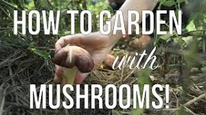How to get mushrooms to grow in your garden. Gardening And Growing Mushrooms How To Grow Mushrooms In Your Annual Or Permaculture Garden Youtube
