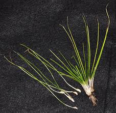 Image result for Isoetaceae