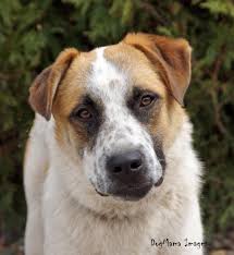 We did not find results for: Adopt Bandit On Petfinder Saint Bernard Dog Dog Adoption Pets