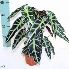 Alocasia Bambino Plant Leaves Tropical Plants House Plants