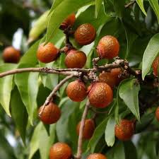 Image result for Sapindus saponaria