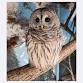 Birds of Prey