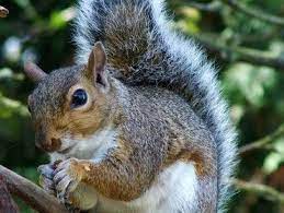 Your Florida Backyard Squirrels The Squirrel Family Sciuridae Includes Chipmunks Squirrels And Flying Squirrels Little Critter Chipmunks Woodland Creatures