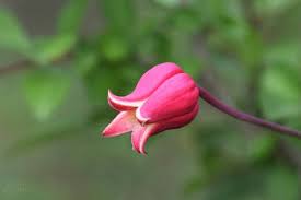 We did not find results for: Clematis Texensis Scarlet Clematis Scarlet Leatherflower Texas Clematis North Carolina Extension Gardener Plant Toolbox
