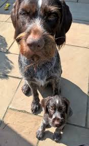Strong natural pointers and retrievers. Bareve Puppies For Sale
