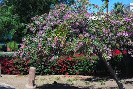 Image result for Bauhinia bowkeri