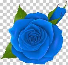 Pin On Rose Flower Png