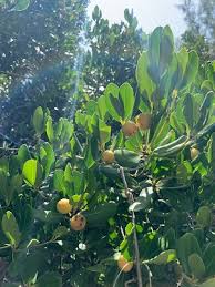 Image result for Elaeodendron