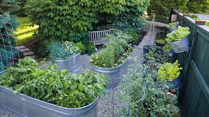 How to start a raised herb garden. How To Grow Vegetables In A Galvanized Raised Garden Bed Garden Gate