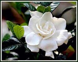 Shamaelmugal On Twitter Beautiful Flowers Love Flowers Flowers Nature
