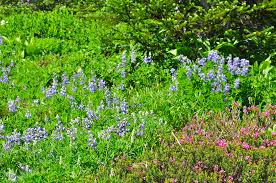 Image result for Cyperus latifolius