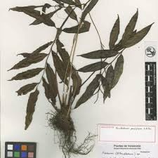 Image result for Antrophyum mannianum