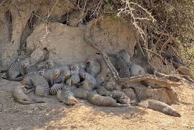 Its eastern and southern borders are marked by river courses and an old Mongoose In The City How Landscape Can Impact Disease Transmission In Botswana