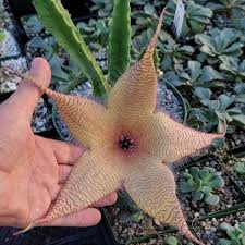 Image result for Stapelia gigantea
