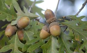 These cupules contain a single seed that takes around 18. 6 Best Oak Trees For Whitetails Mossy Oak
