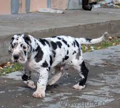 Harlequin female bianca fioravanti new owner scott & daggi kessler du bois. Black Great Dane Puppy In All Quikr